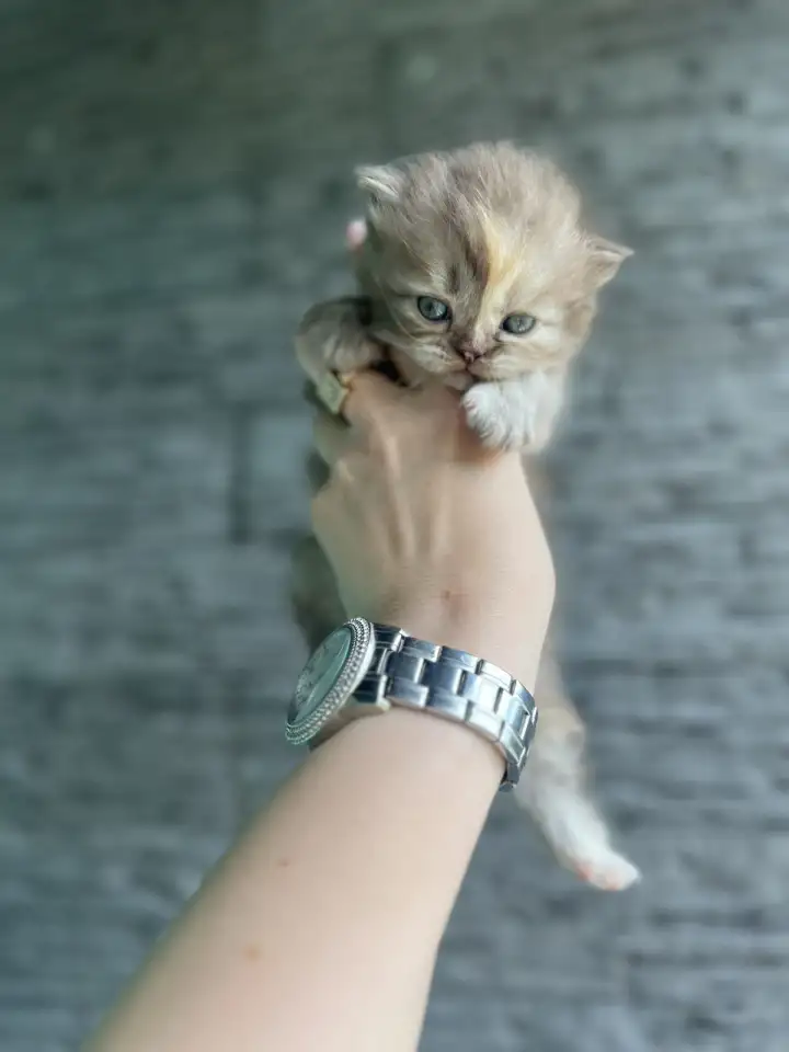 Котята шотландская вислоухая, фотография 1