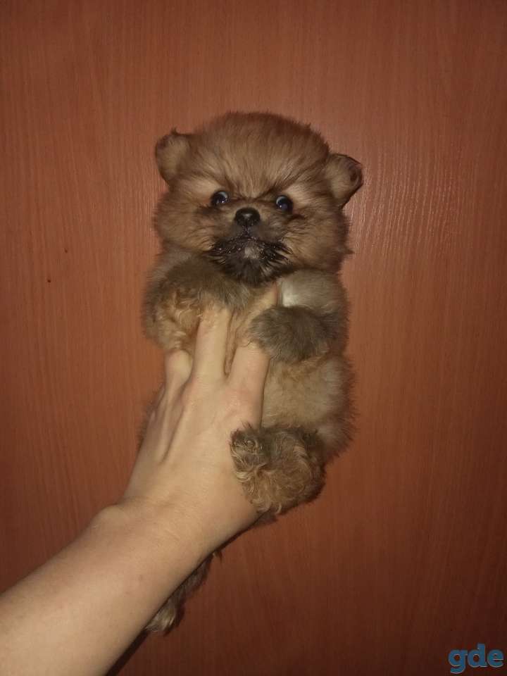Щенок шпица, фотография 1