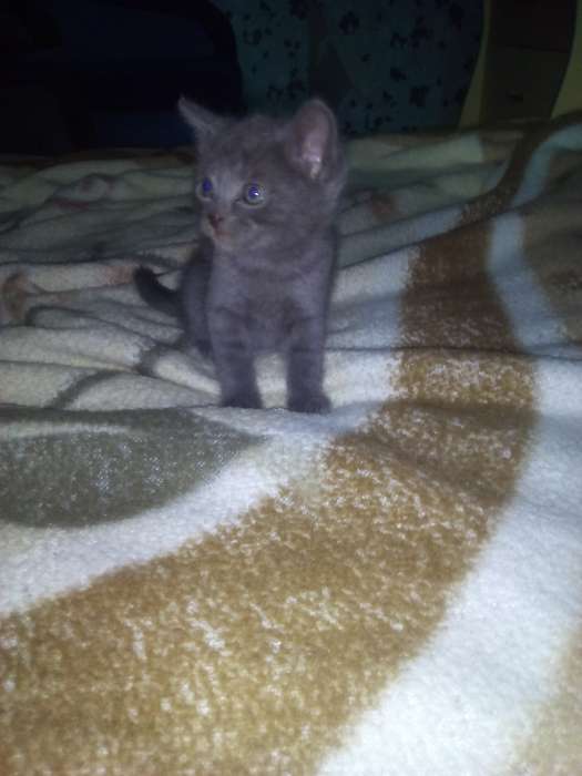 Котята в дар, фотография 2