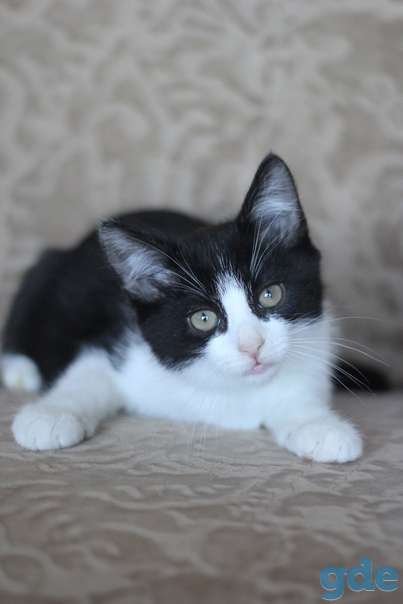 Котенок ищет дом, фотография 1