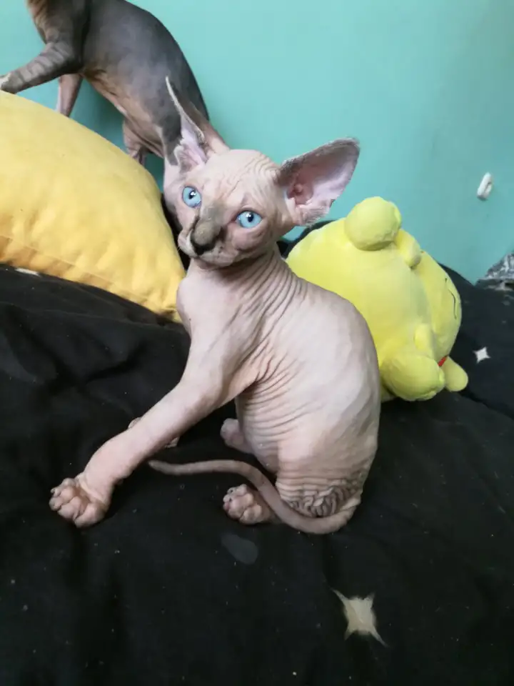 Котята девочки Канадский сфинкс, фотография 2