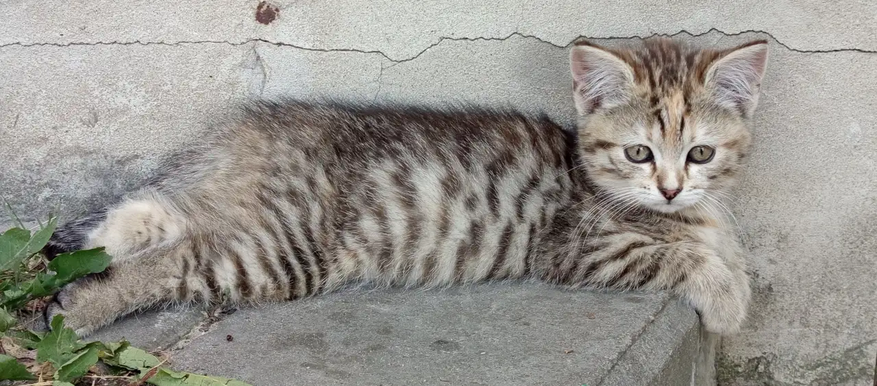 Котятаив добрые руки, фотография 5