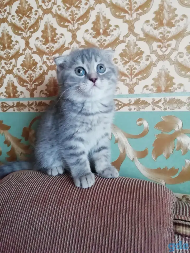 Шотландские вислоухие  котята, фотография 1