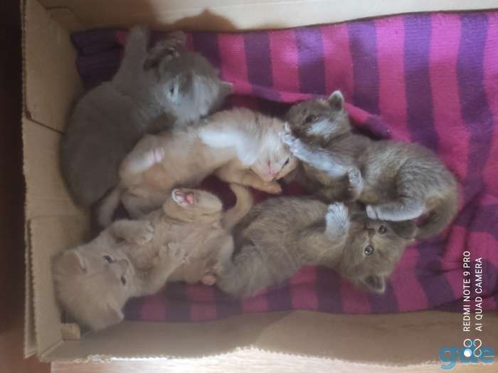 Британские котята, фотография 3