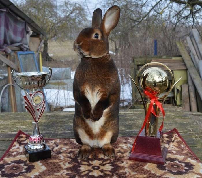 чистопородные кролики, фотография 1