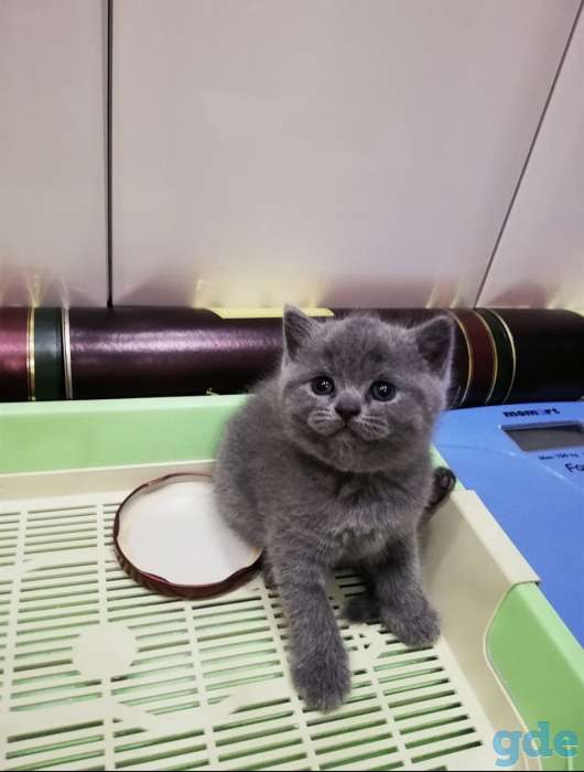 Британский котенок, фотография 6