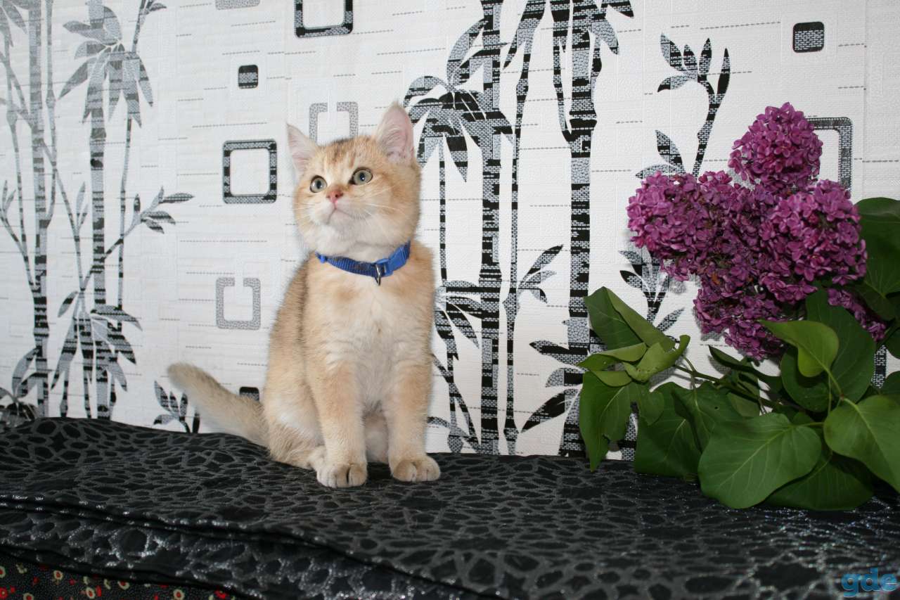 котята британские, фотография 1