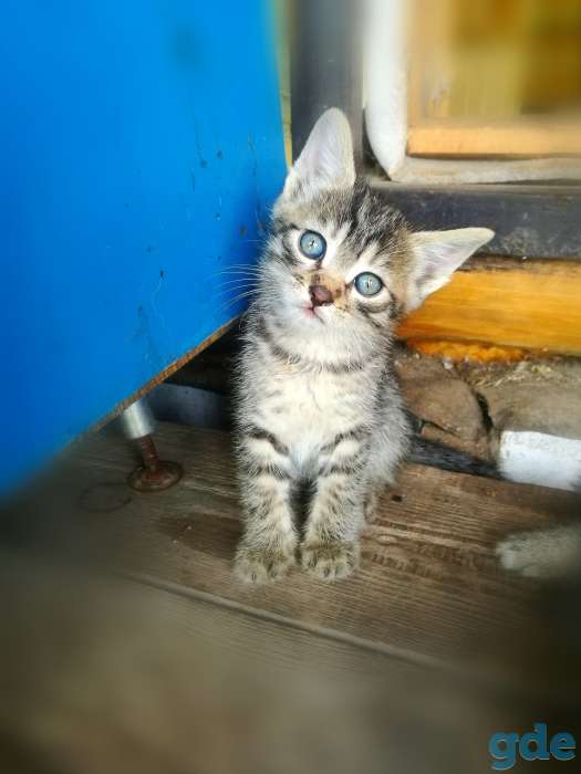 Котята. БЕСПЛАТНО., фотография 2