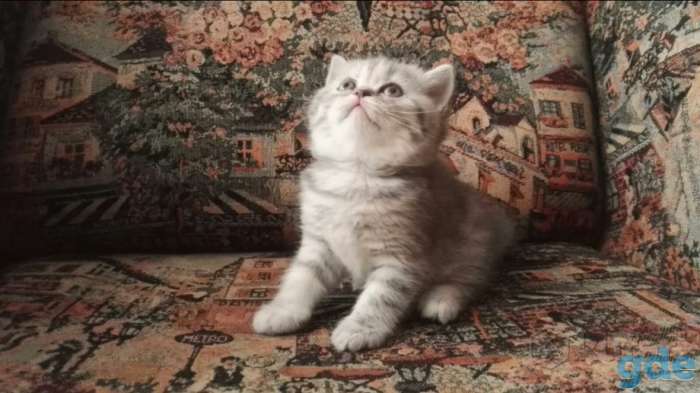 шотланская кошечка, фотография 1