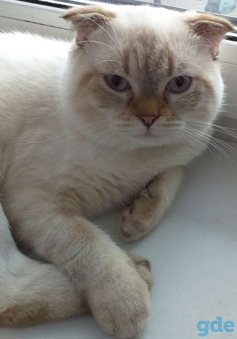 Кот шотландский, фотография 1