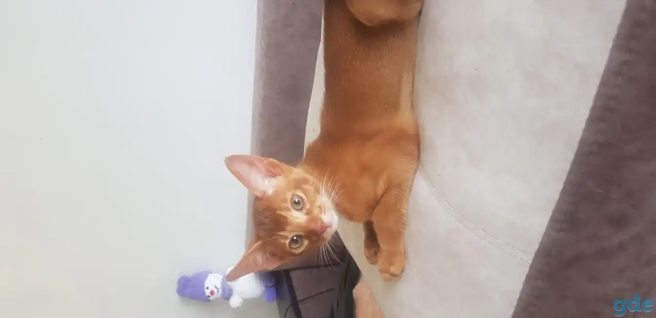 Котенок, фотография 3
