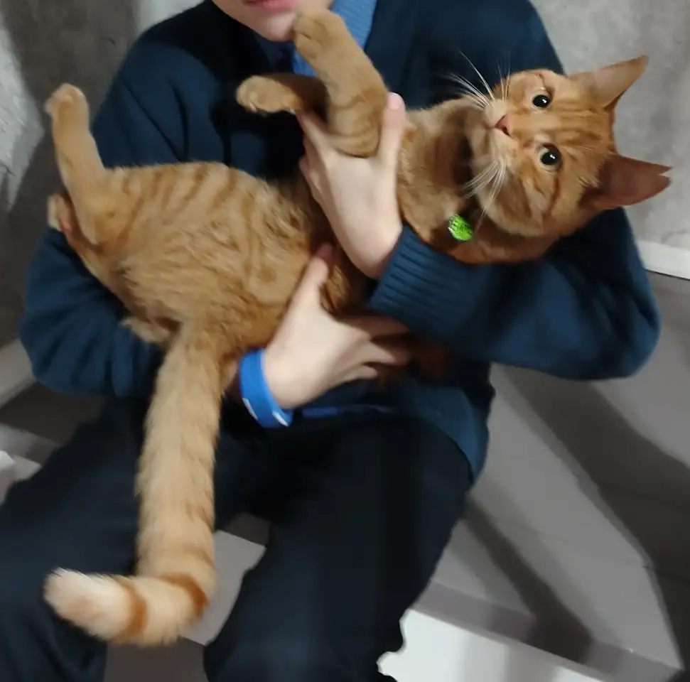 Пропал рыжий кот, фотография 4