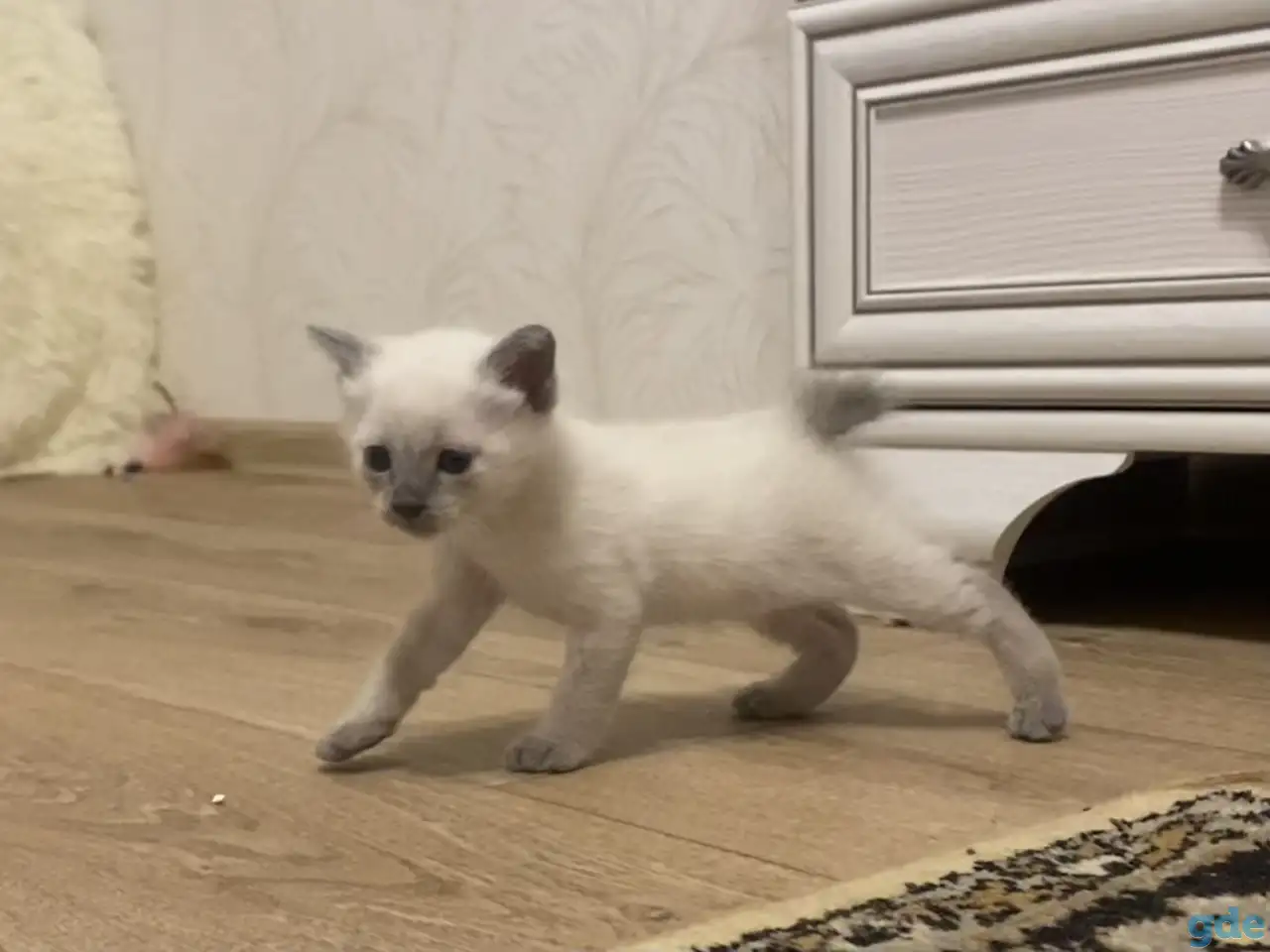 Котята Меконгский бобтейл, фотография 1