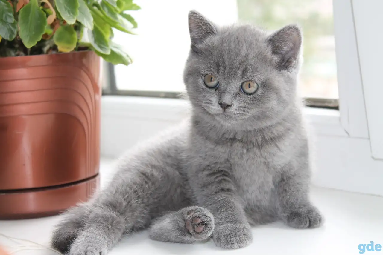 Британские котята, фотография 5