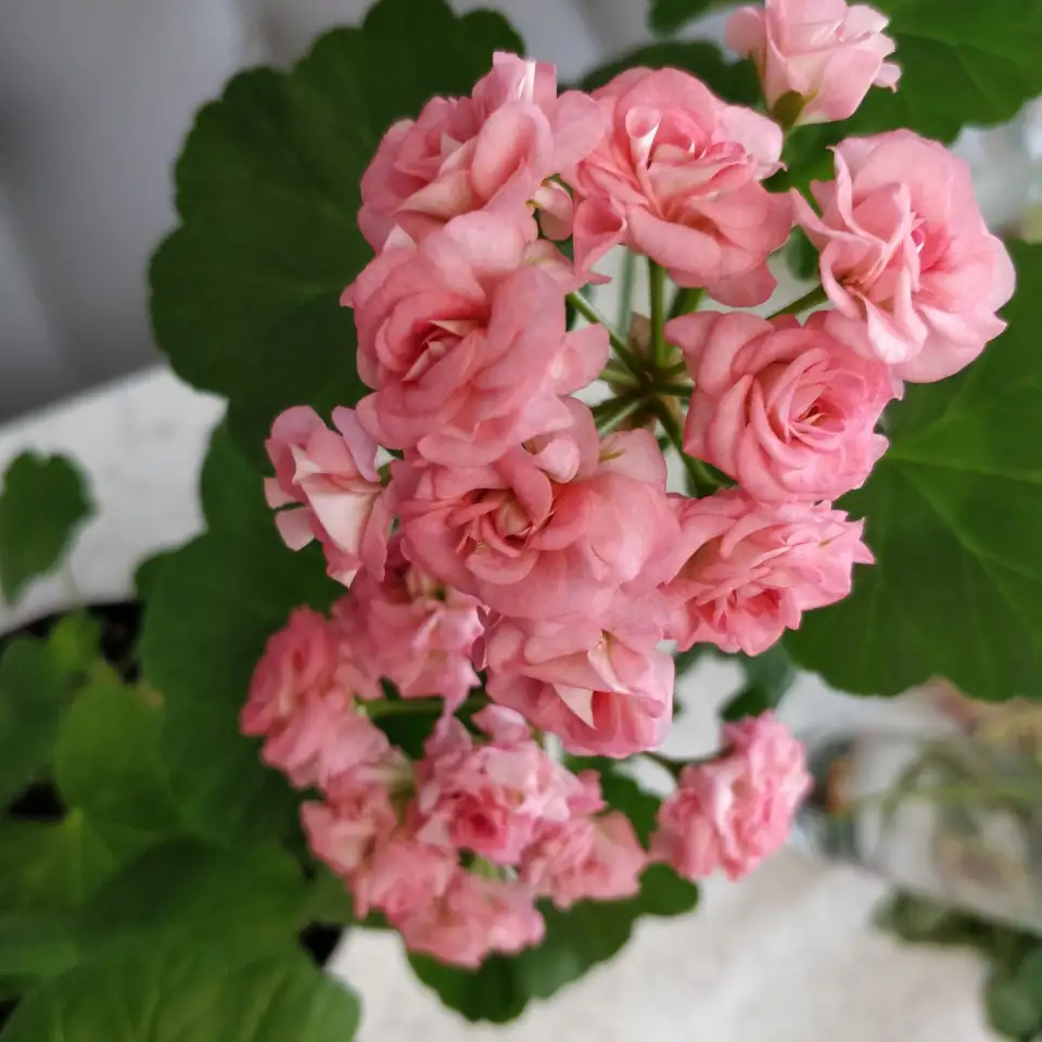 Розебудные цветущие герани Antique Rose - 15 и 22 рублей, фотография 4