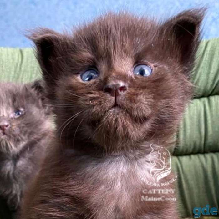 Котята Maine Coon - такие только у нас!, фотография 4