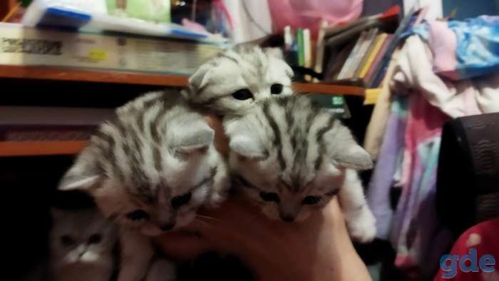 Шотландские котята, фотография 10