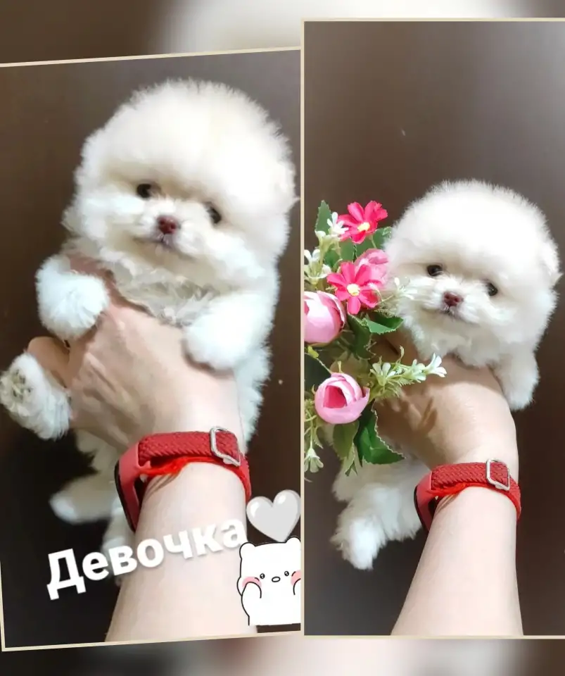 Померанский шпиц, щенки. Мини мишки, фотография 6