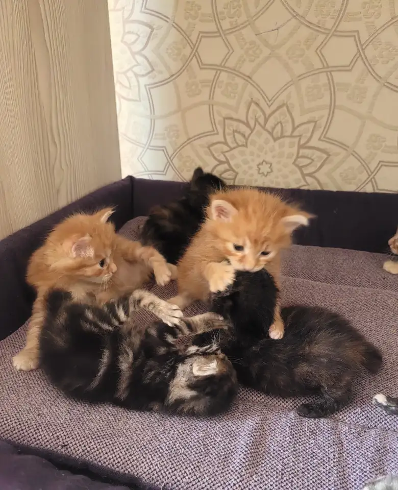 Курильский бобтейл котята, фотография 2