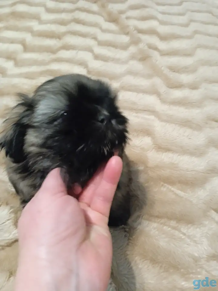 Щенок щит цу, фотография 4