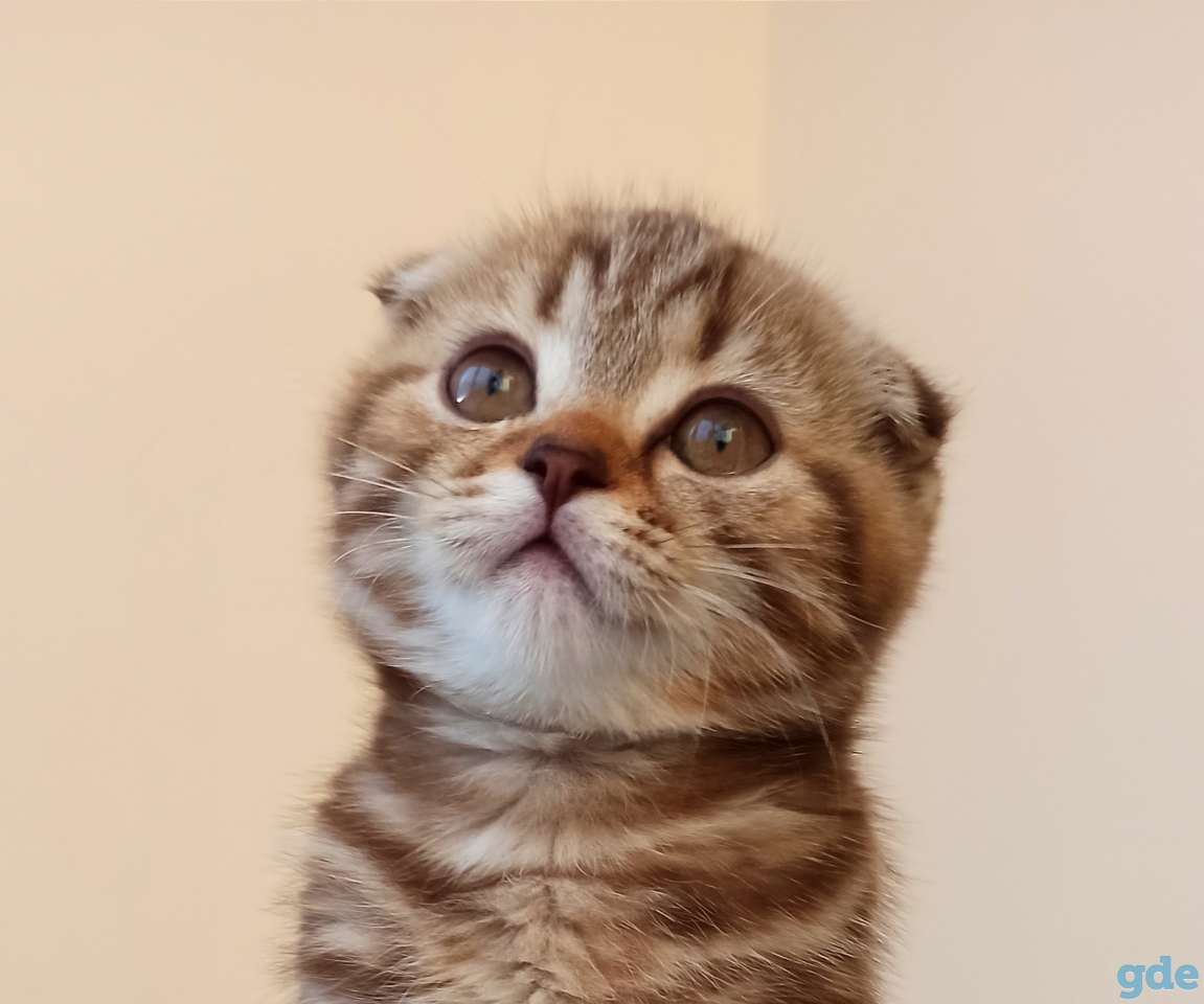 Шотландский котенок, фотография 1