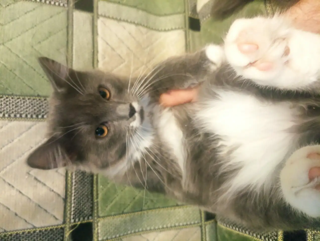 Котята в добрые руки, фотография 5