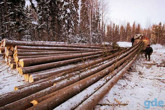 Валка леса и заготовка деревьев., фотография 6