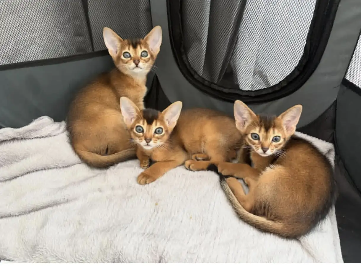 абиссинкие чистокровные котята, фотография 1