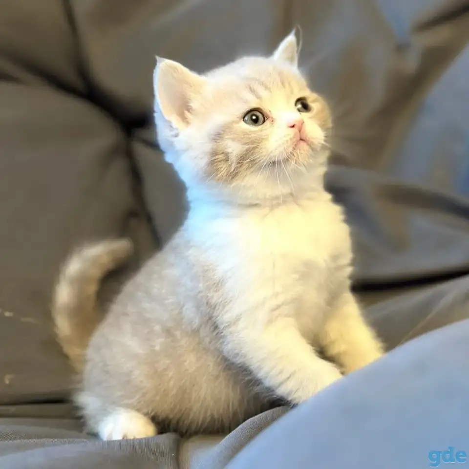 Продажа шотландских котят, фотография 2