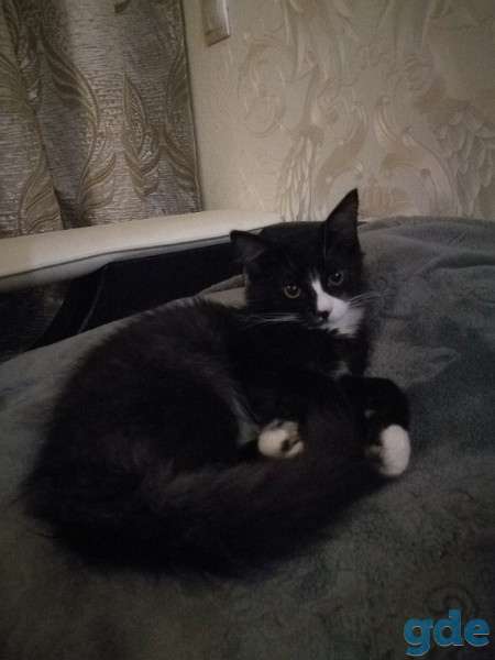 Котенок ищет дом, фотография 2