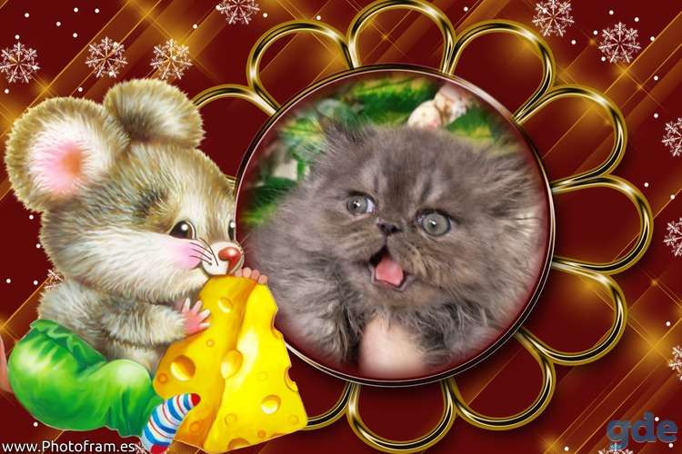 Персидские котята экстремального типа чистокровные персы., фотография 8