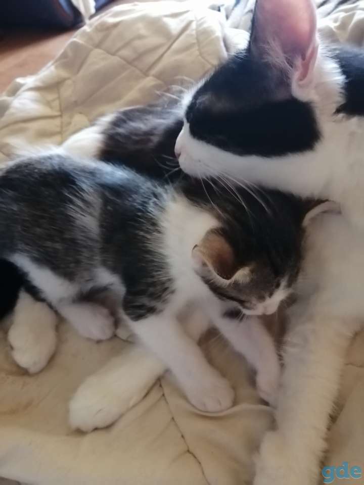 Котёнок в хорошие руки, фотография 3