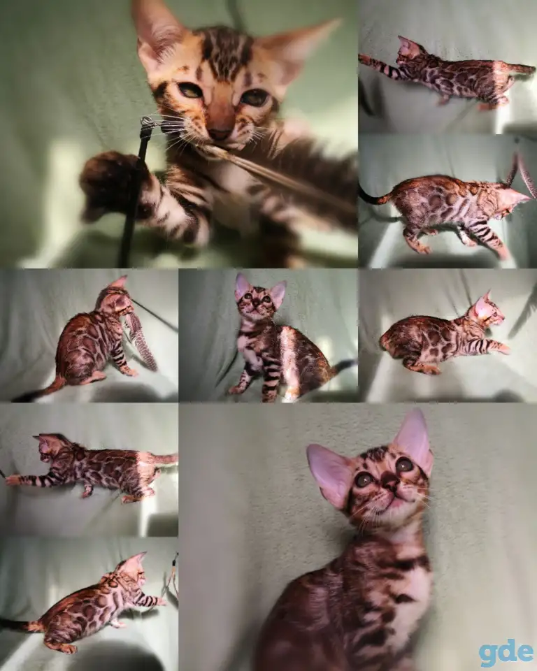 Бенгальские котята мальчики и девочки разного возраста и окраса, фотография 4
