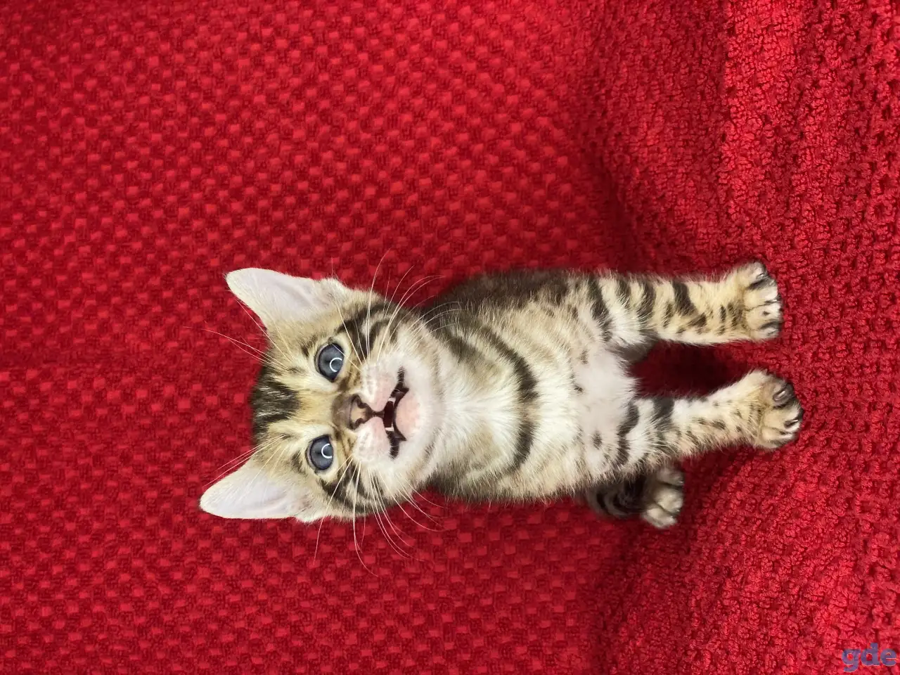Бенгальские котята, фотография 5