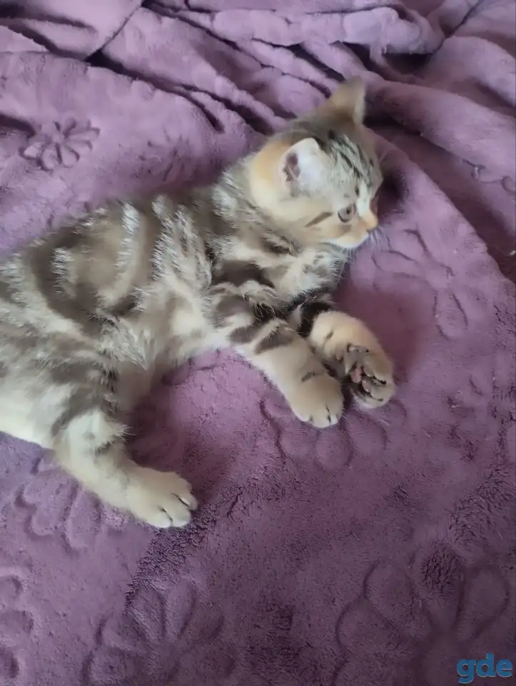 Скоттиш-страйт котята, фотография 7