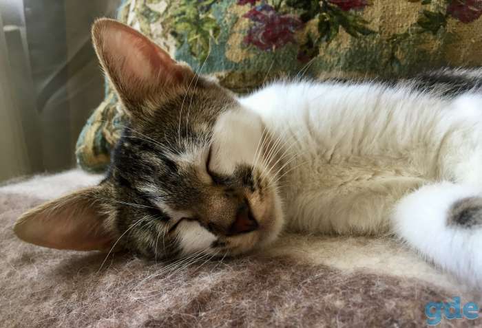 Котик в добрые руки, фотография 1