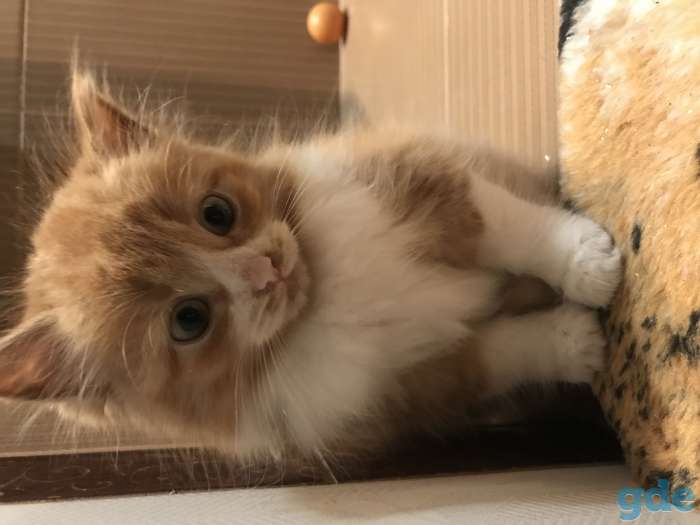 Котёнок рыжий, фотография 8