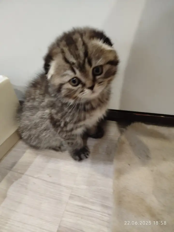 Шотландские котята, фотография 1