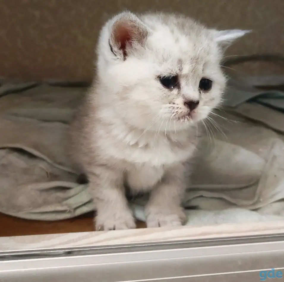 Котята шотландские, фотография 3