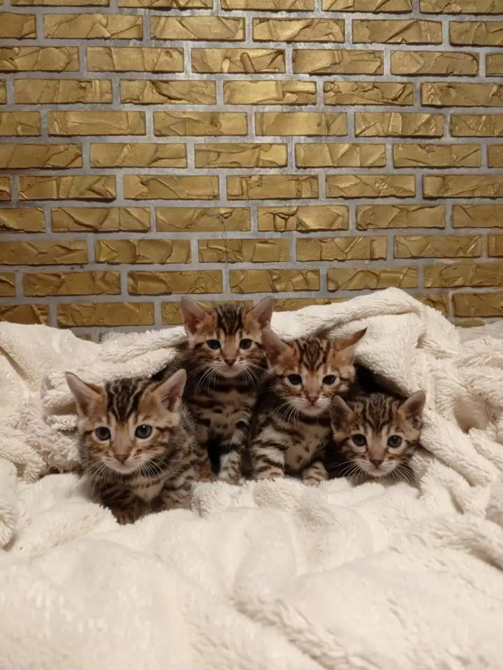 Продам шикарных котят породы бенгальские кароткошорстные, фотография 5