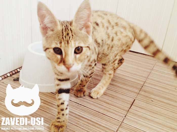 Коты Саванна Ф1 у вас дома!, фотография 5