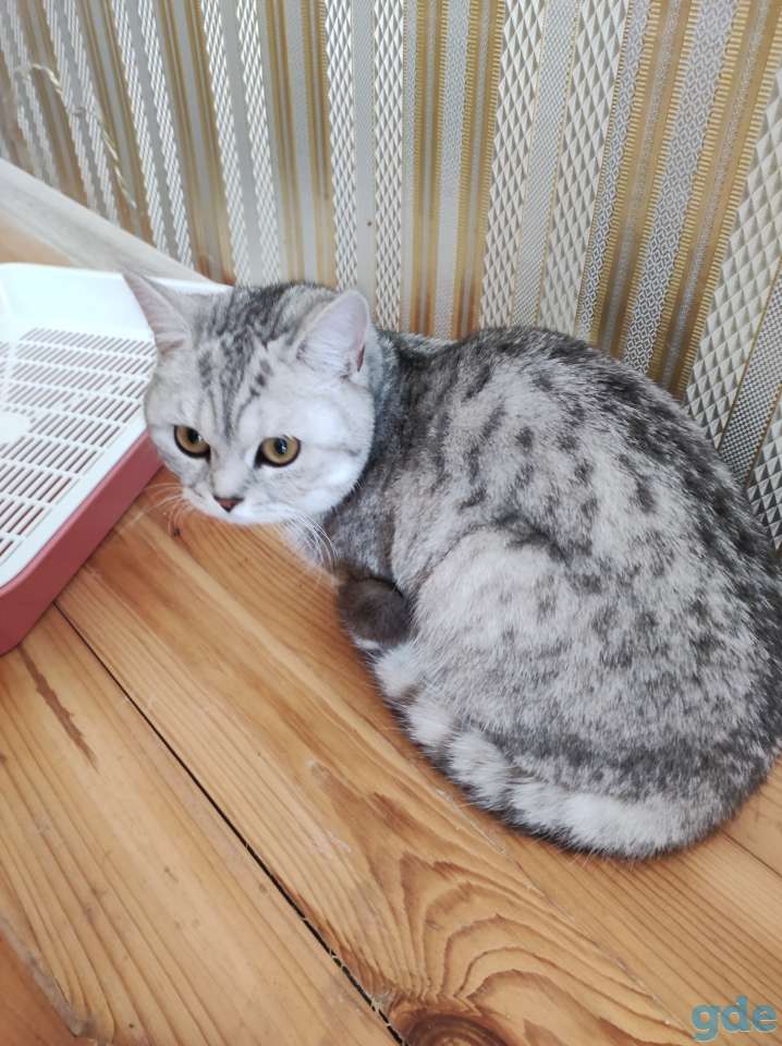 Шотландский вислоухий котенок, фотография 10