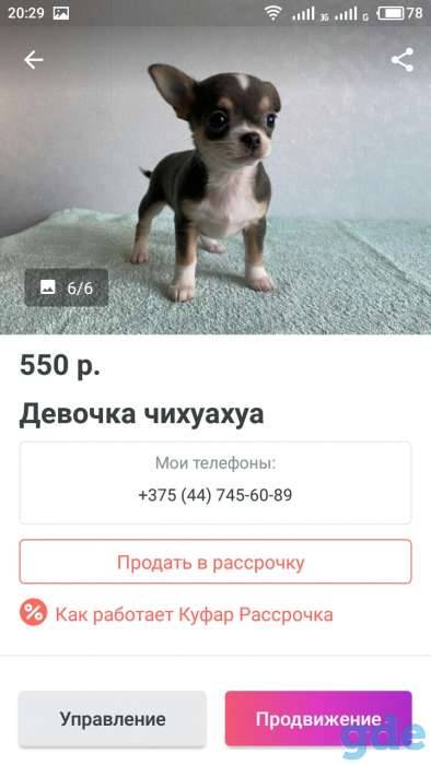 Продам чихуа－хуа, фотография 3