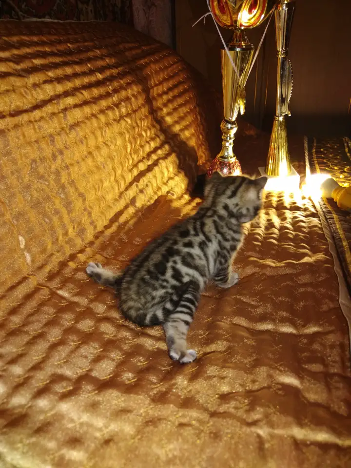 Роскошные бенгальские котята, фотография 4
