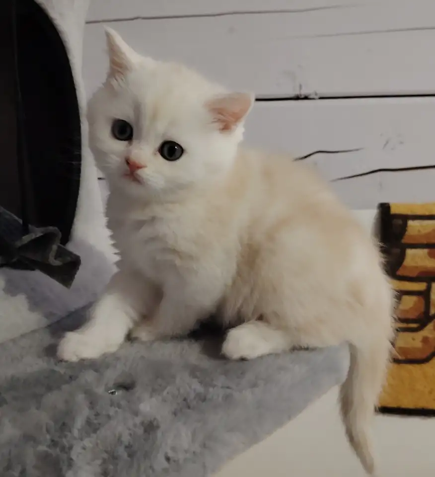 Котенок, фотография 3