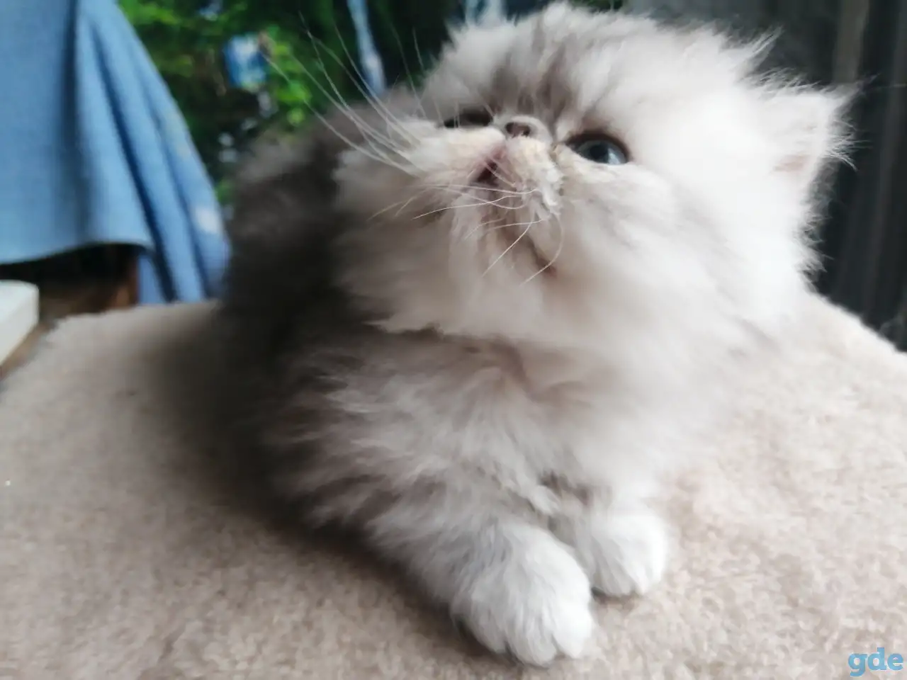 Персидская кошечка., фотография 2
