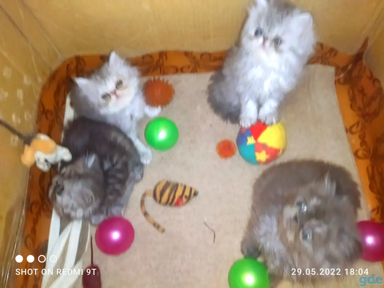 Персидские котята Экстремального типа чистокровные. Персы., фотография 11
