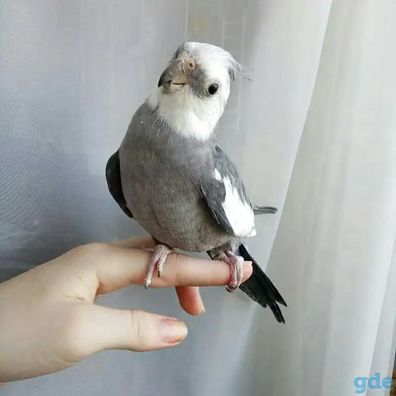 Попугаи оптом и ручные выкормыши., фотография 2