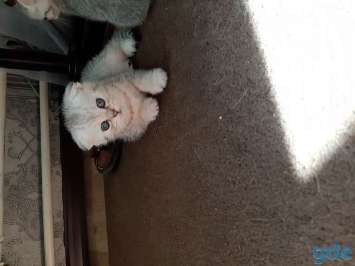 Шотландские котята, фотография 1