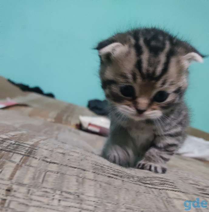 Котята шотландские, фотография 2
